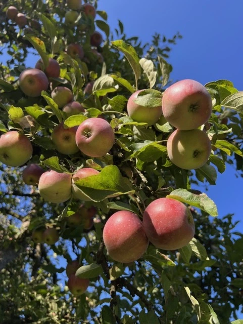 Äpfel